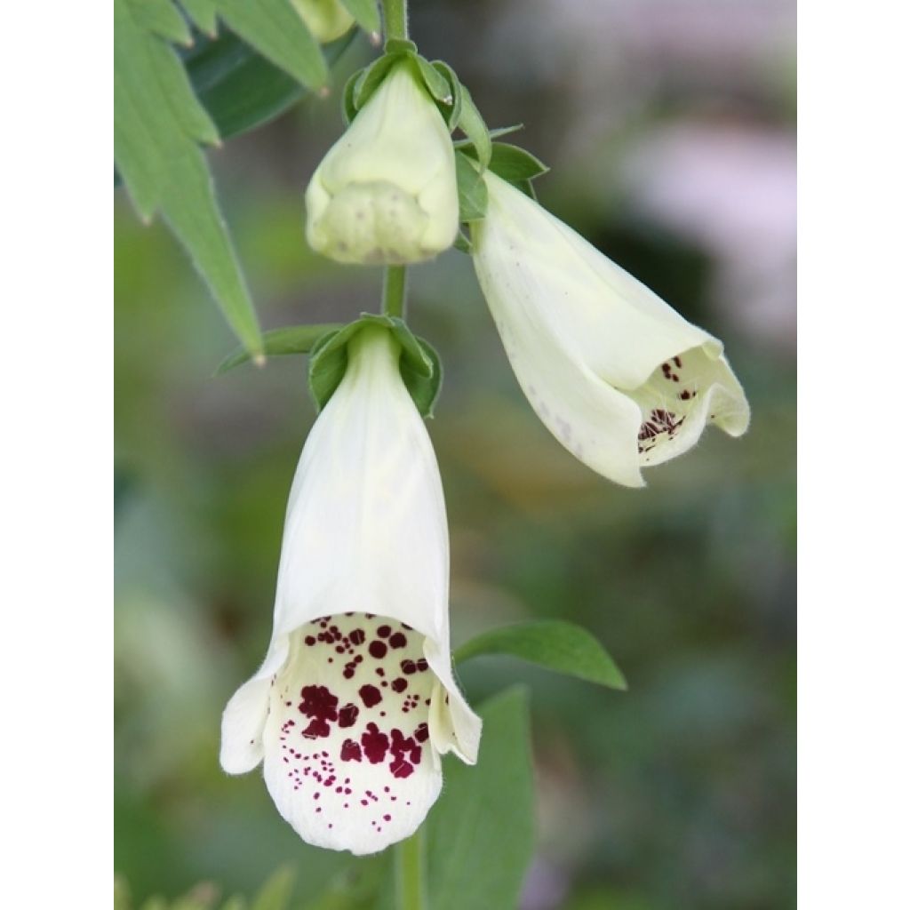 Digitalis Dalmatian - Digitale ibrido