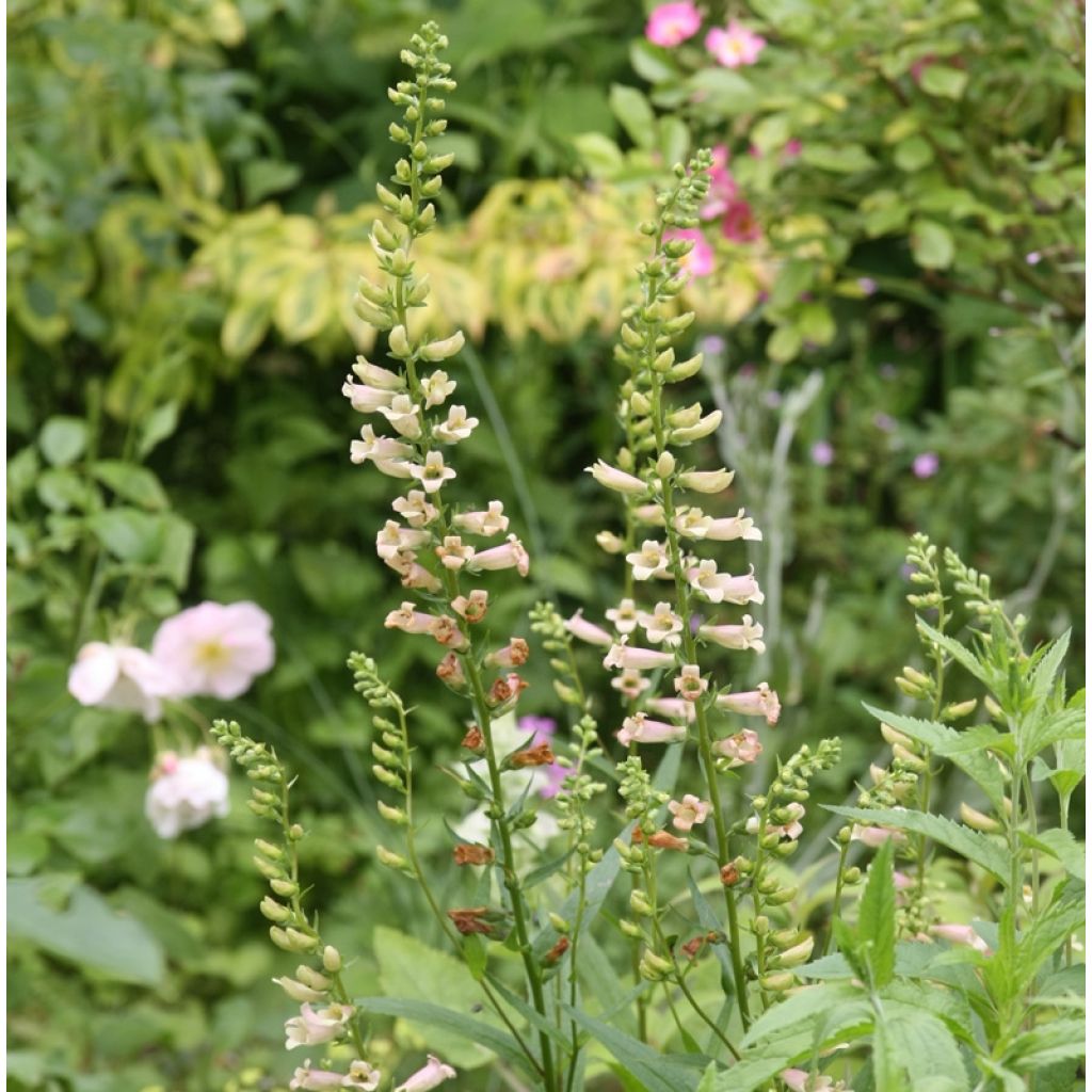 Digitalis Glory of Roundway - Digitale ibrido