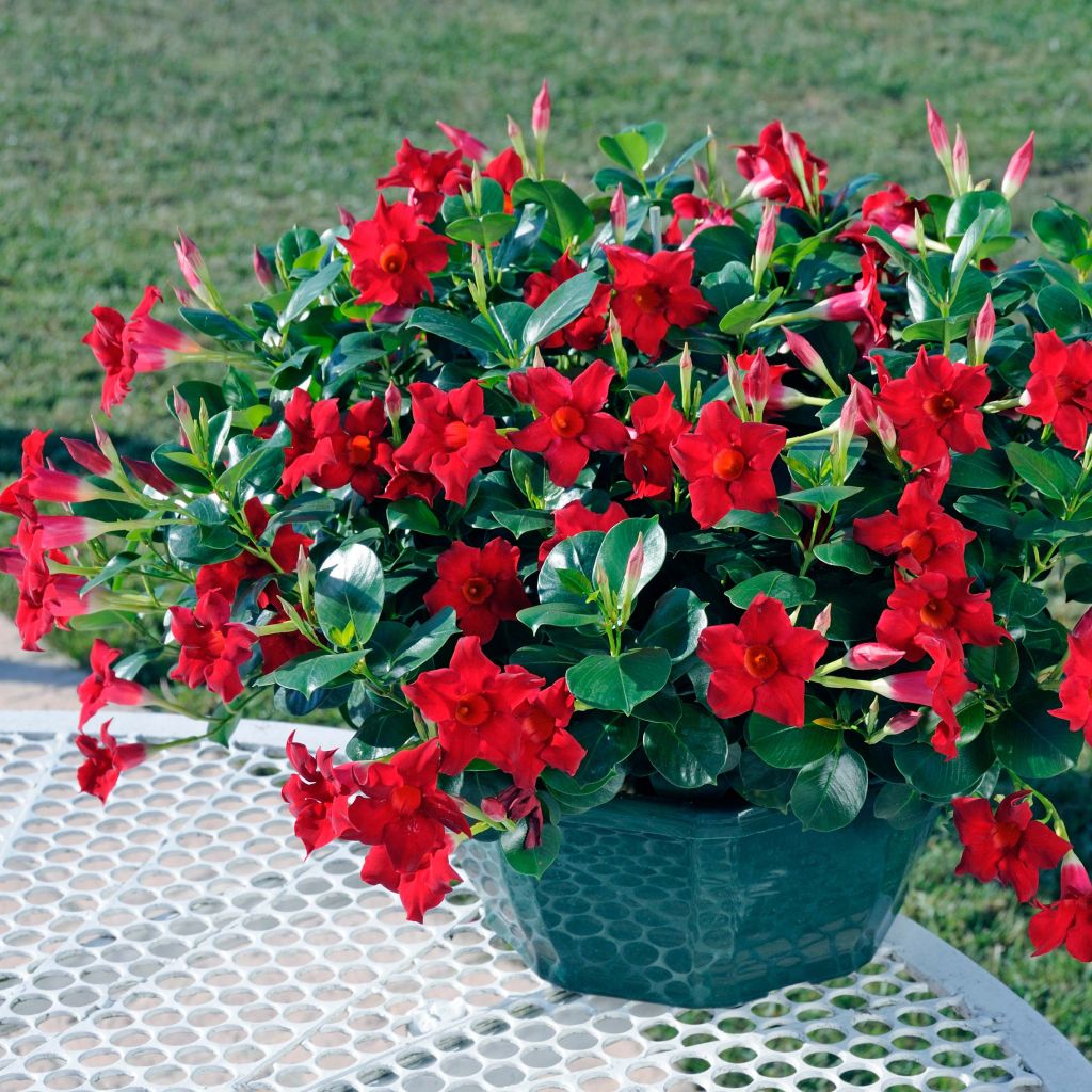 Dipladenia Diamantina Jade Scarlet