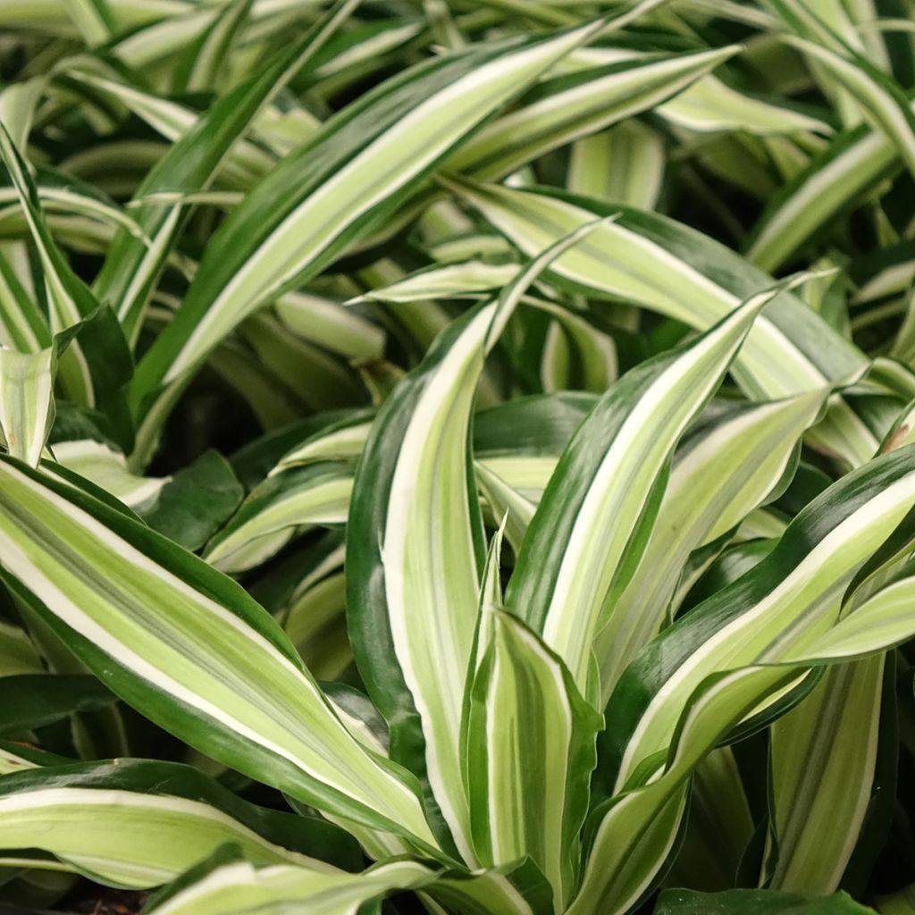 Dracaena Malaika - Tronchetto della Felicità