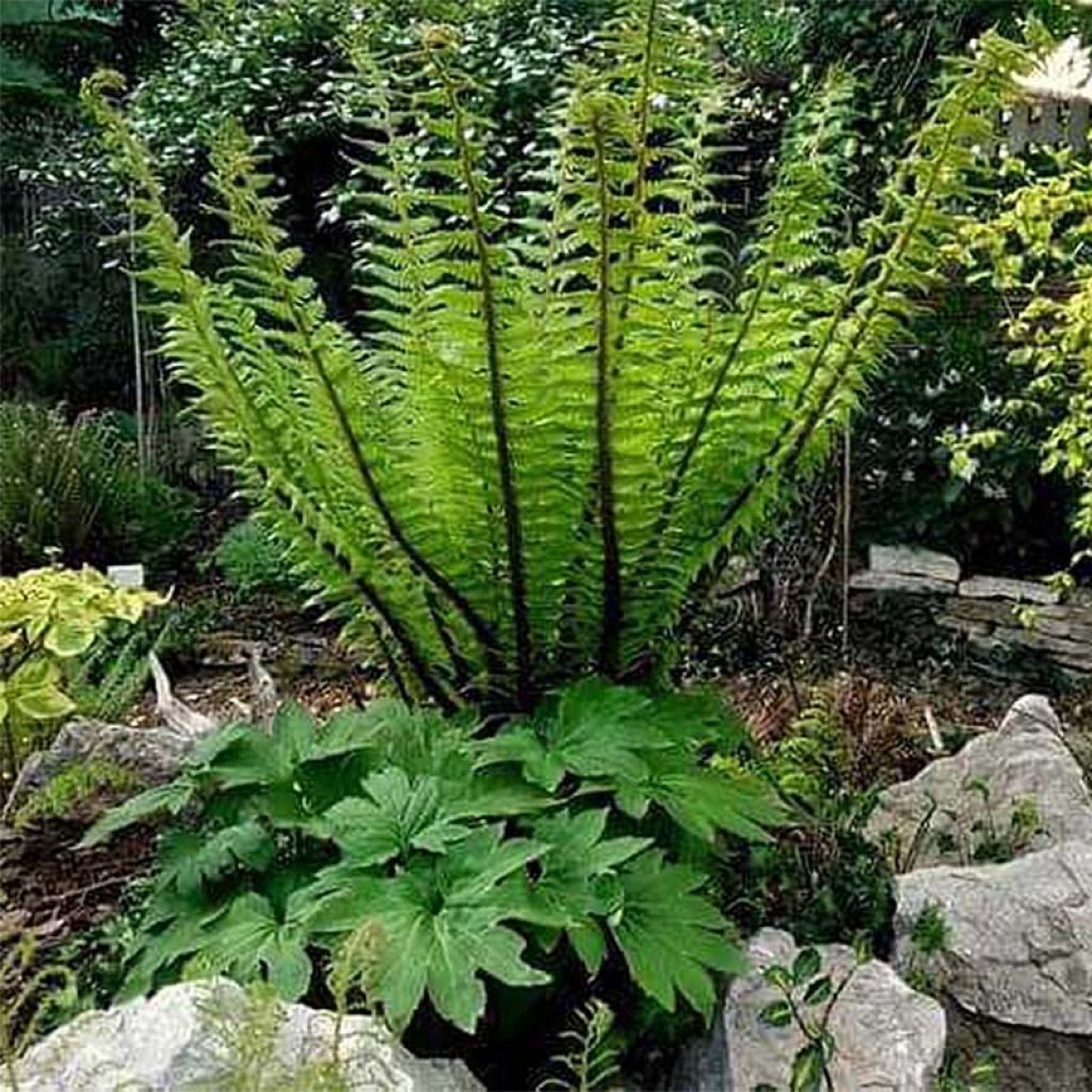 Dryopteris crassirhizoma