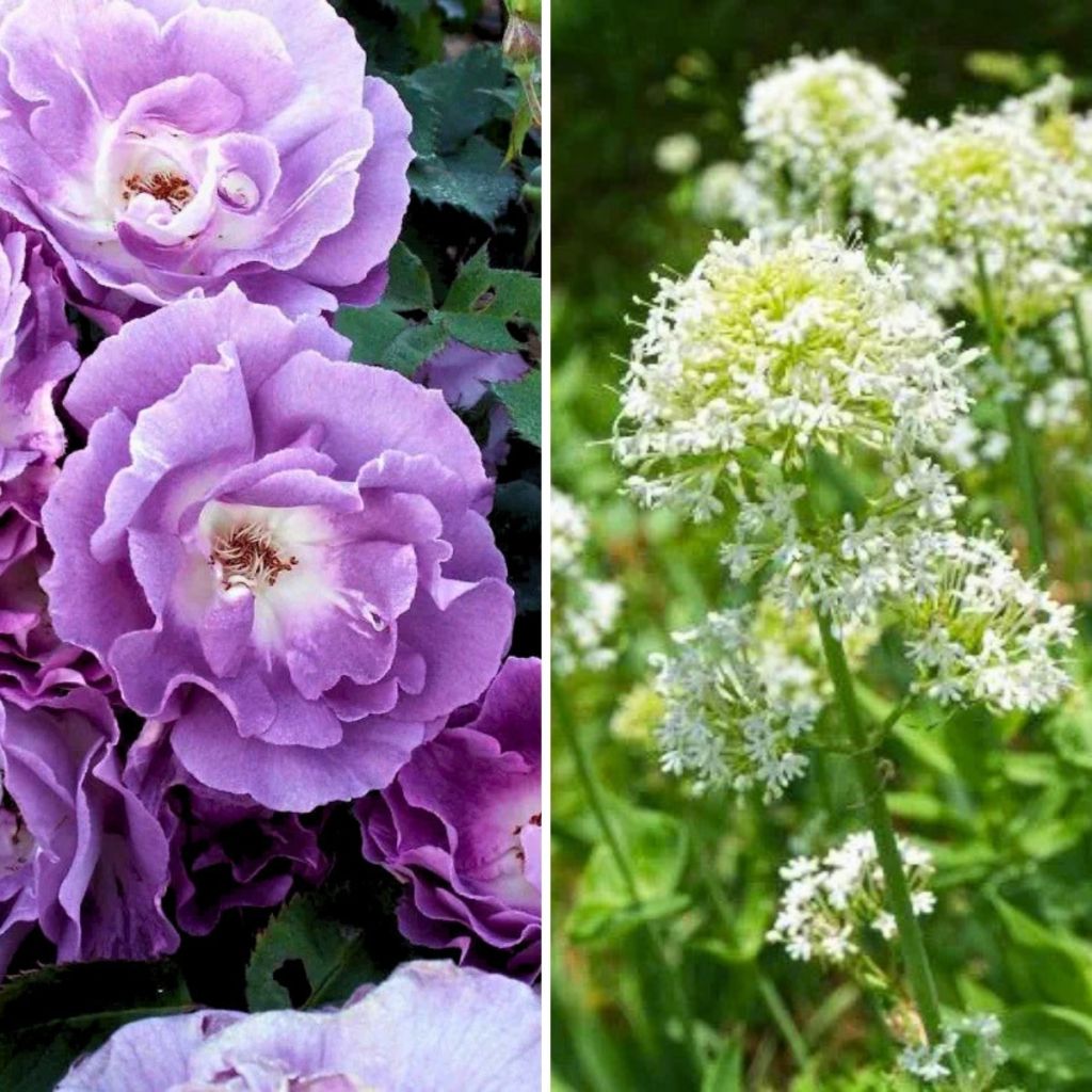 Duo Bucolico - Rosa Rhapsody in Blue e Valeriana bianca