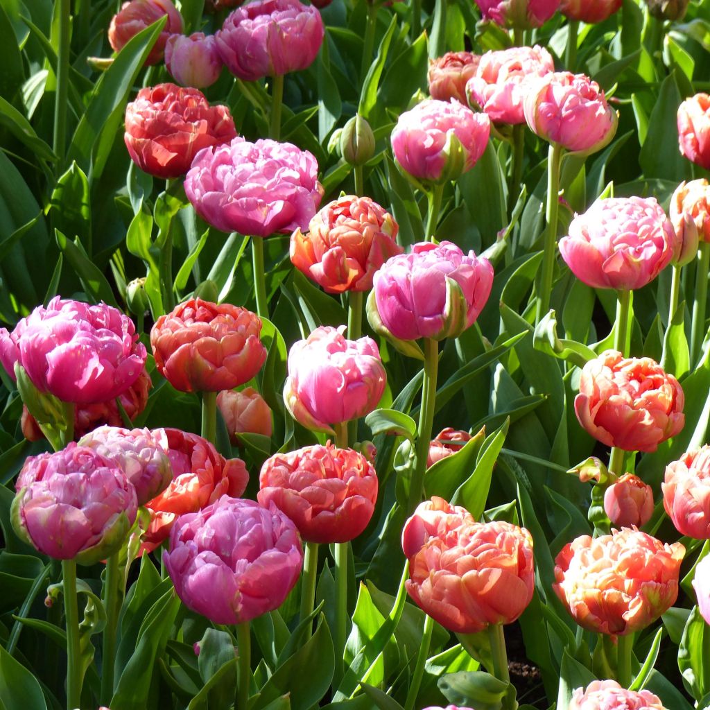 Duo di Tulipani Amazing Grace & Copper Image