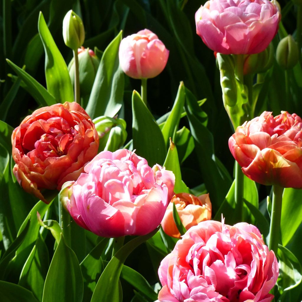 Duo di Tulipani Amazing Grace & Copper Image