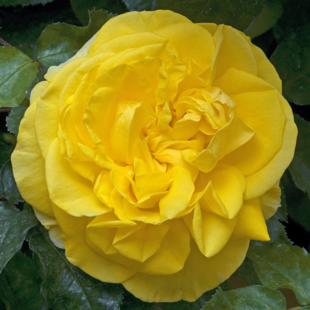 Rosa Pacific Sunset