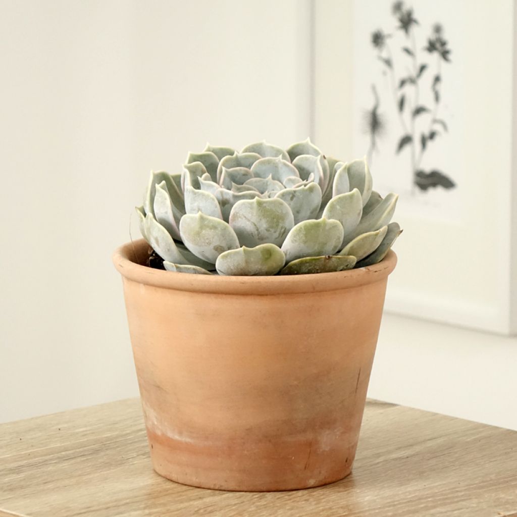 Echeveria lilacina - Echeveria fantasma