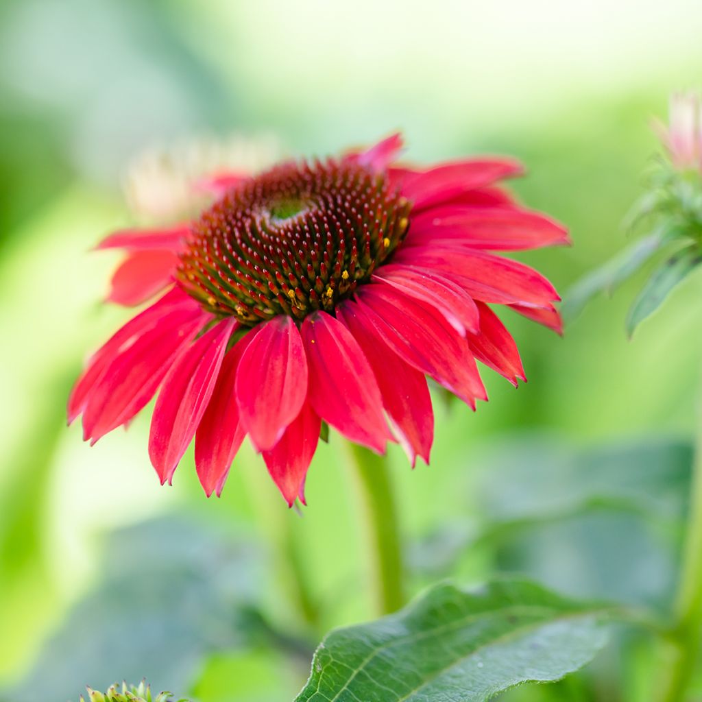 Echinacea purpurea Sombrero Baja Burgundy
