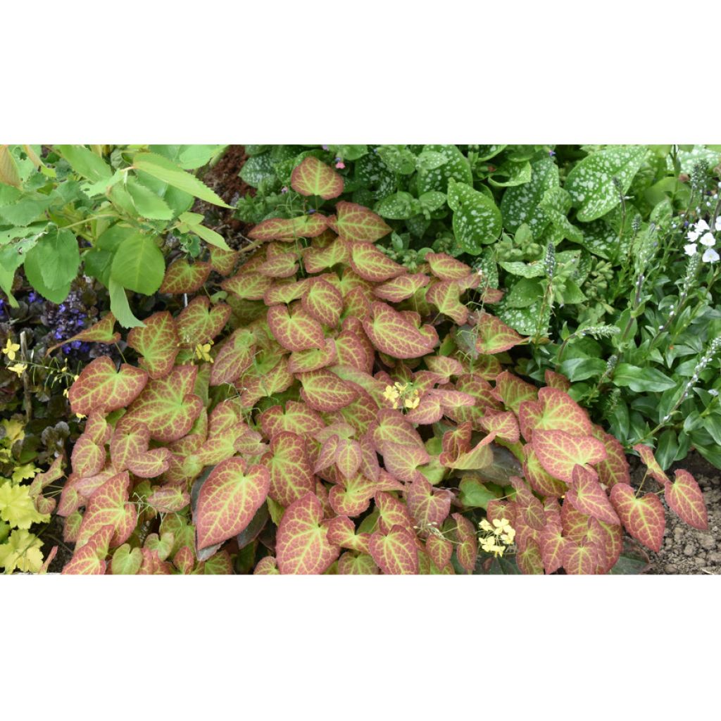 Epimedium perralchicum Fröhnleiten