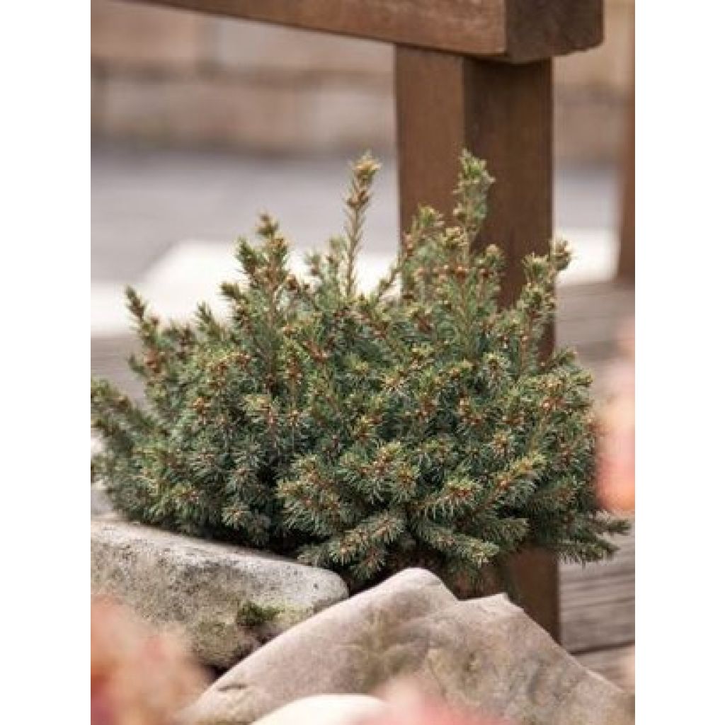 Picea glauca Echiniformis