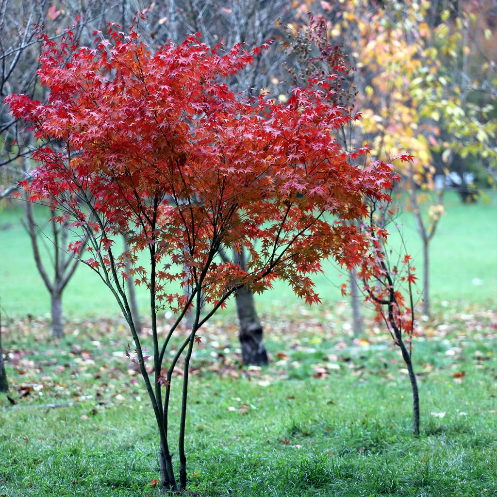 Acer palmatum - Acero giapponese
