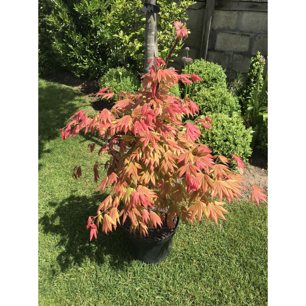 Acer shirasawanum Moonrise - Acero giapponese