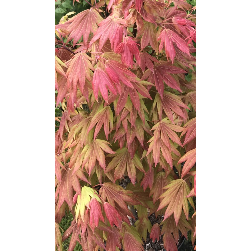 Acer shirasawanum Moonrise - Acero giapponese