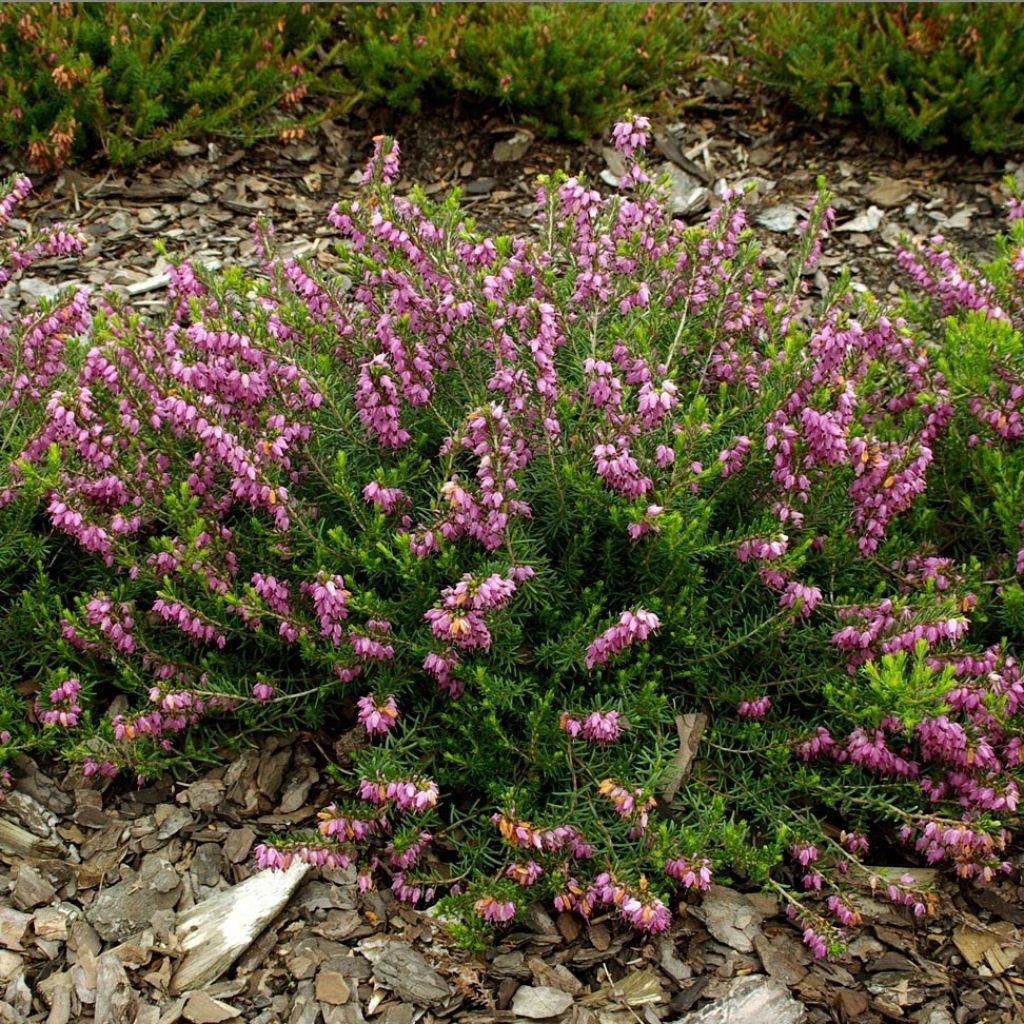 Erica darleyensis Ghost Hills