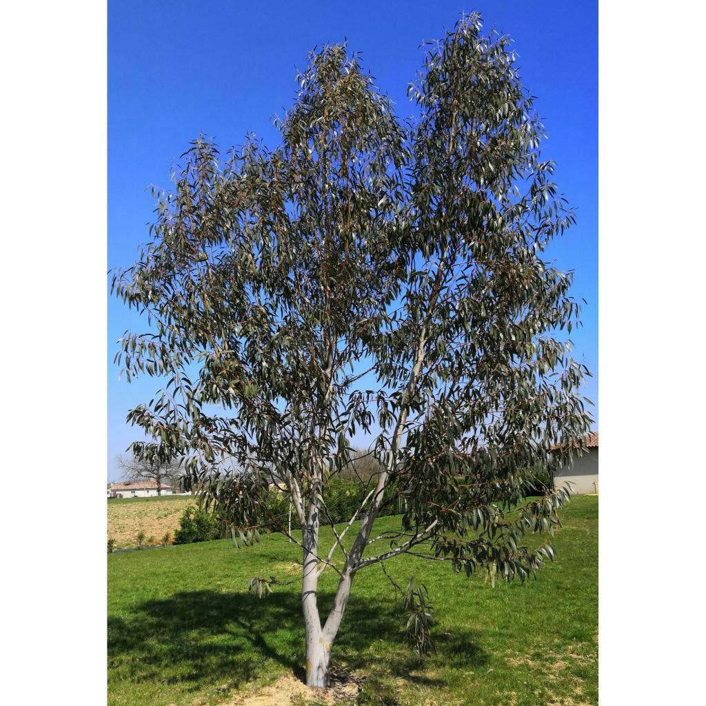 Eucalyptus pauciflora subsp. niphophila - Eucalipto