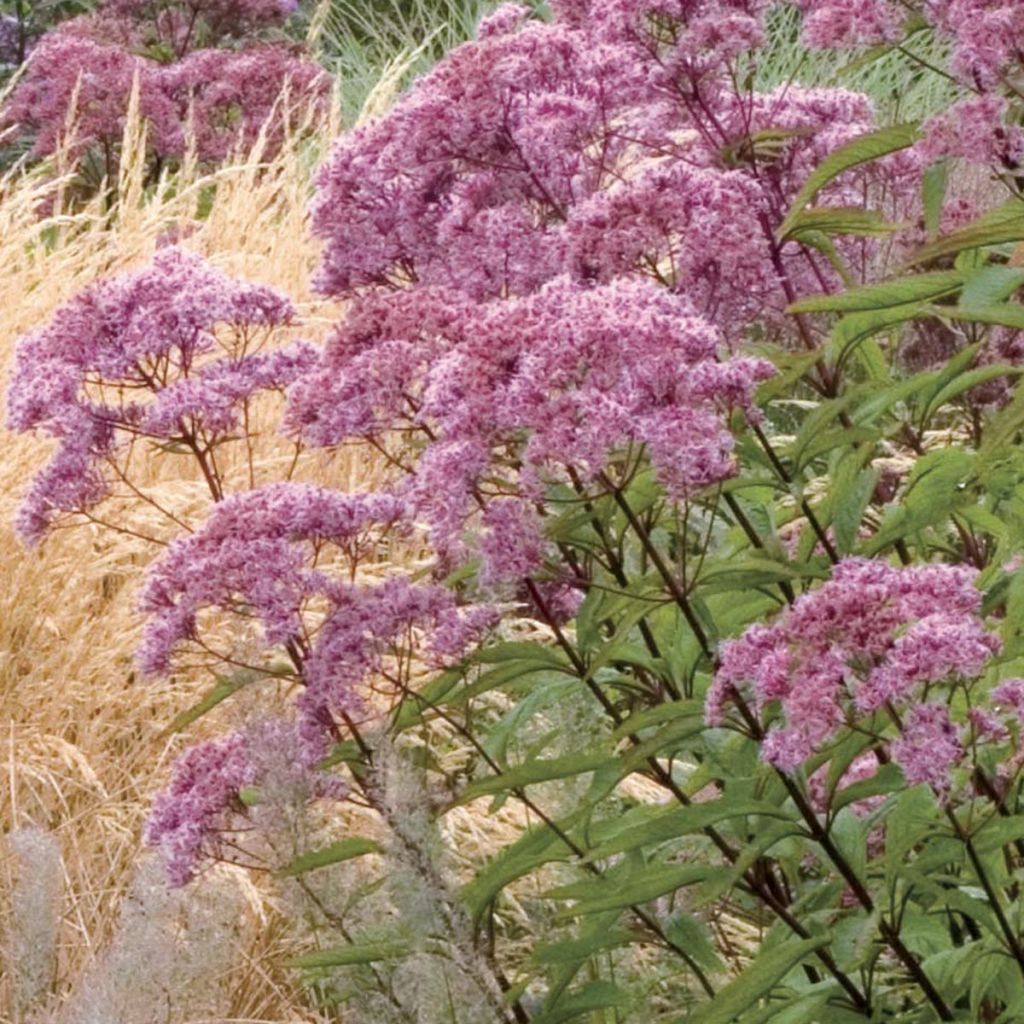 Eupatorium maculatum Atropurpureum - Eupatoire pourpre