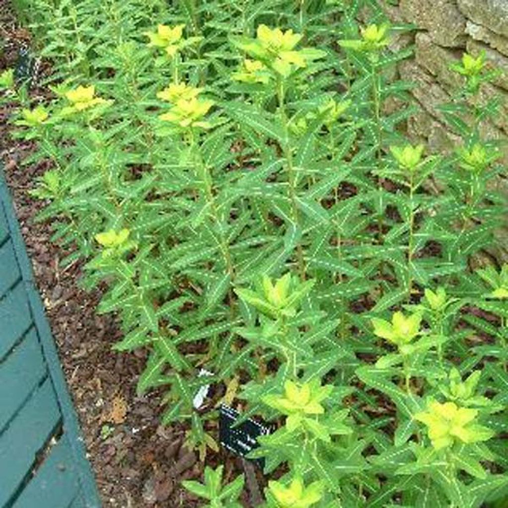 Euphorbia cornigera