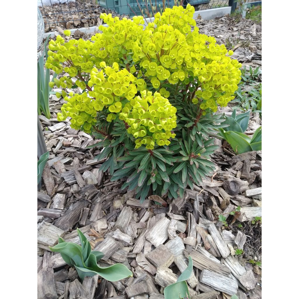 Euphorbia Redwing