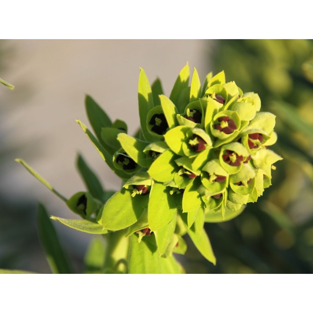 Euphorbia characias Black Pearl