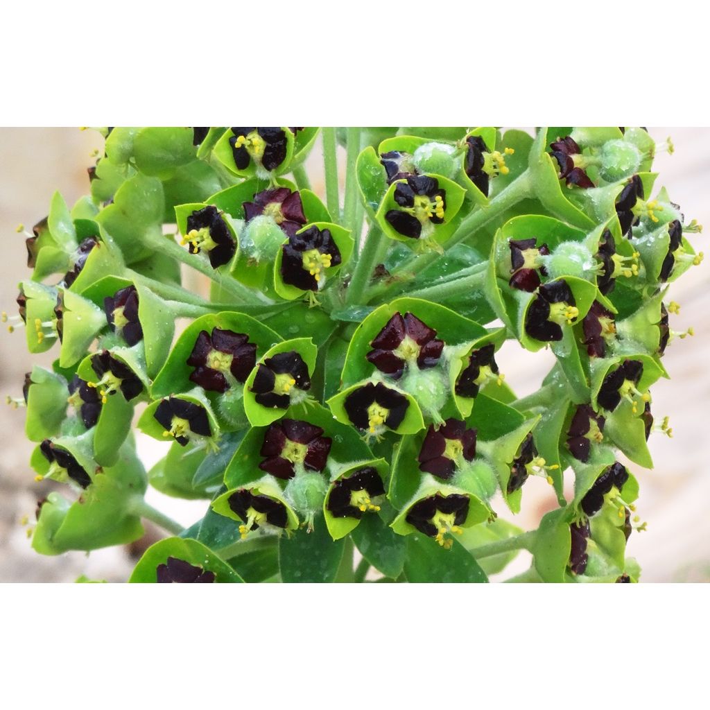 Euphorbia characias Black Pearl