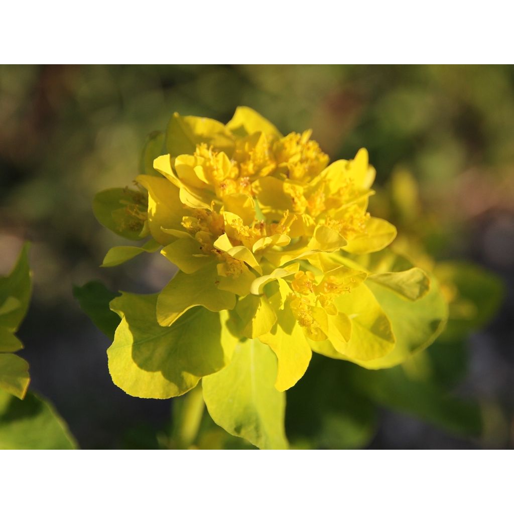 Euphorbia polychroma