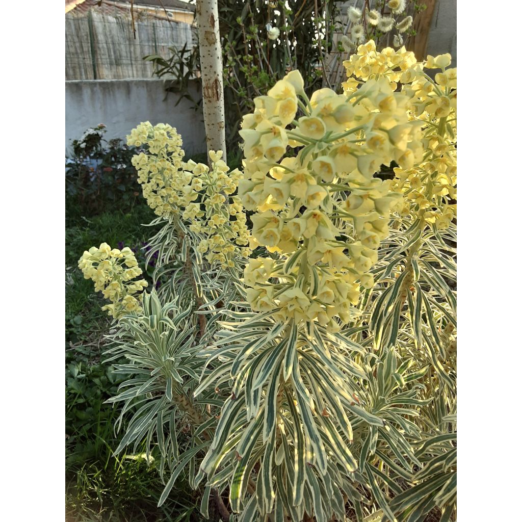 Euphorbia characias Tasmanian tiger