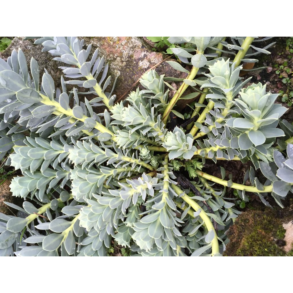 Euphorbia myrsinites