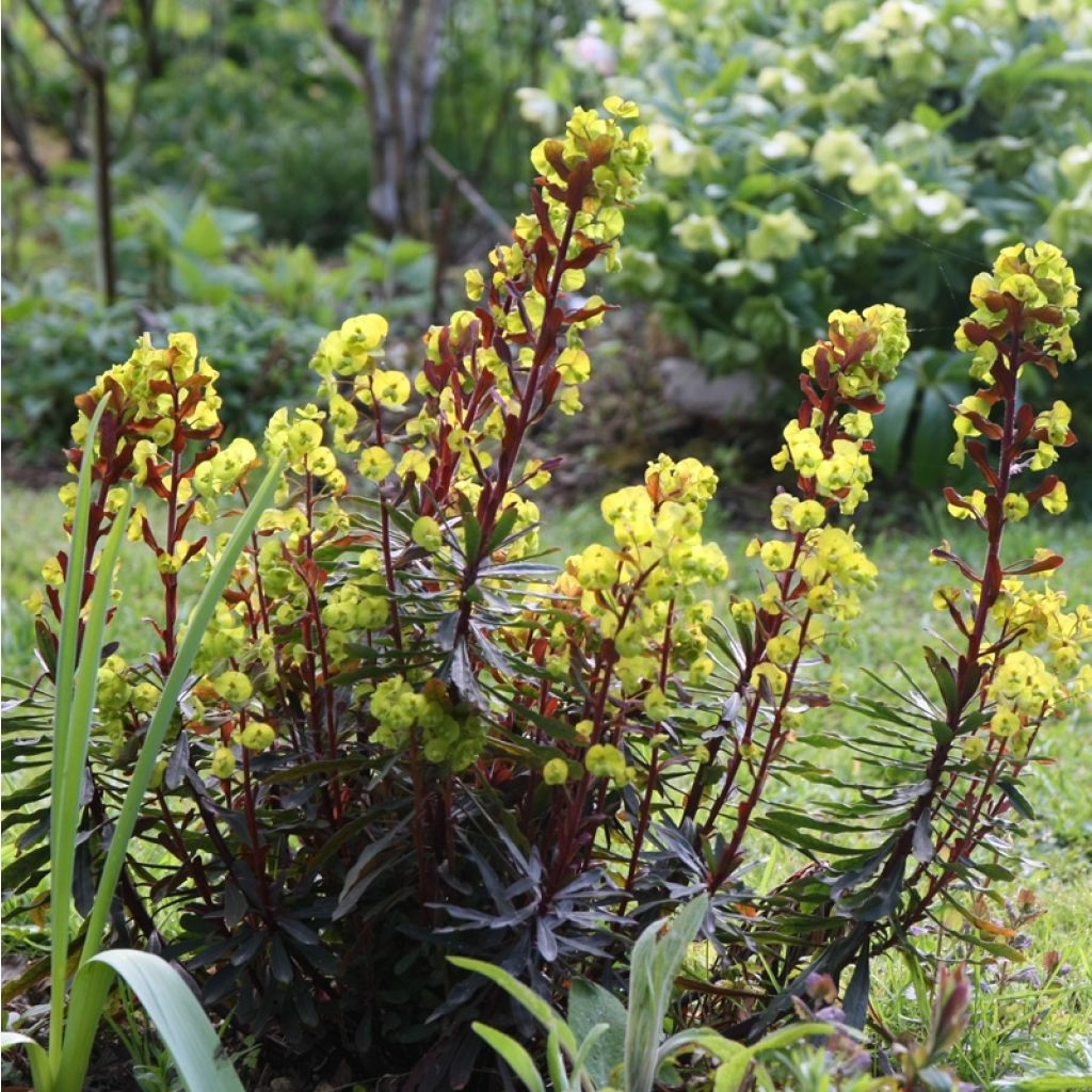 Euphorbia amygdaloides Purpurea