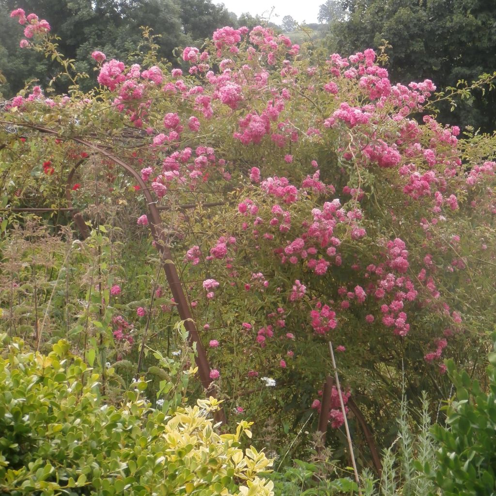 Rosa wichuraiana Excelsa - Rosa rampicante