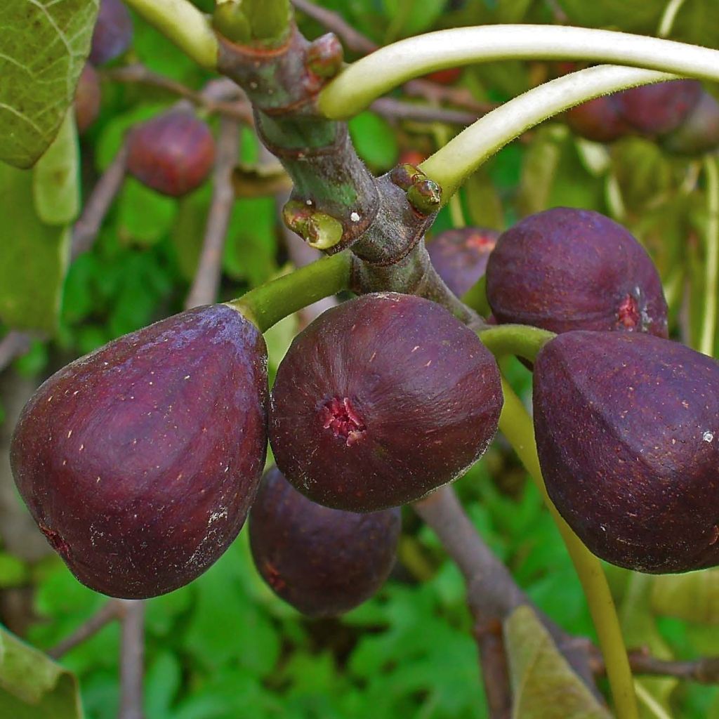 Fico Sultane