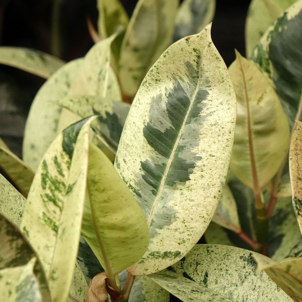 Ficus Shivereana