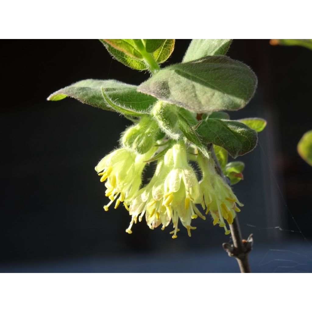 Mirtillo siberiano - Lonicera kamtschatica