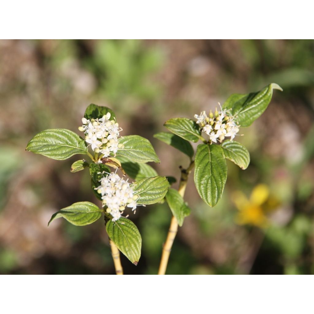 Cornus sericea Flaviramea