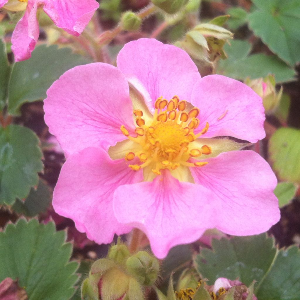 Fragola Pink Panda