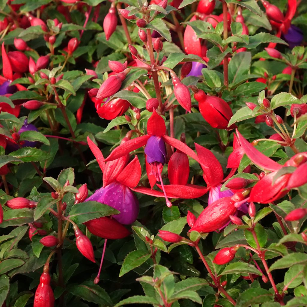 Fuchsia Bella Sacha - Fucsia
