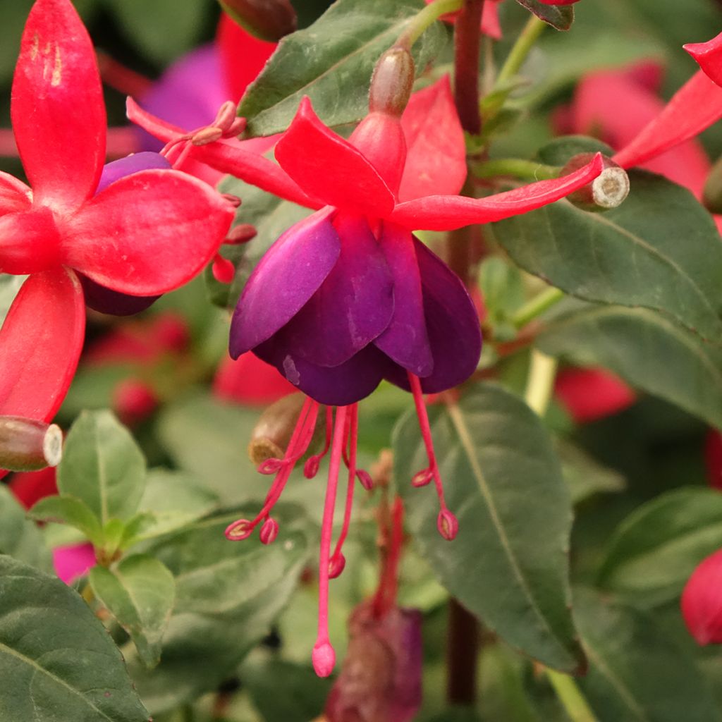 Fuchsia Jollies Nantes - Fucsia
