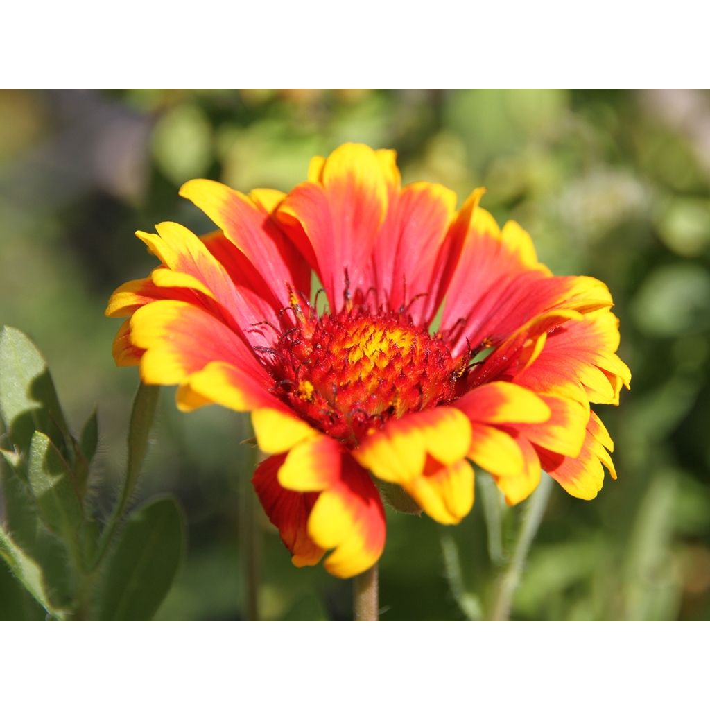 Gaillardia grandiflora Kobold