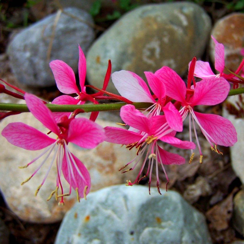 Gaura Siskiyou pink