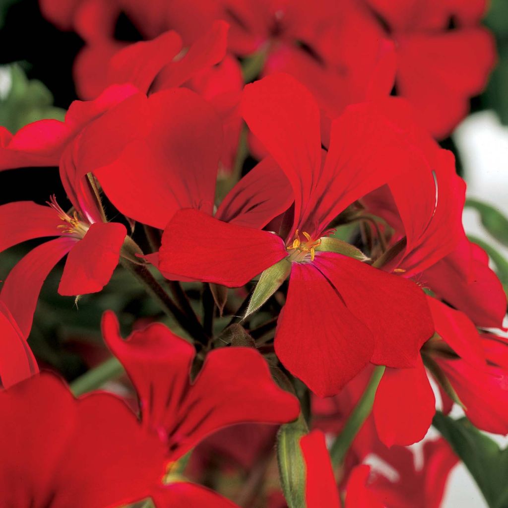 Geranio edera Rainbow Red