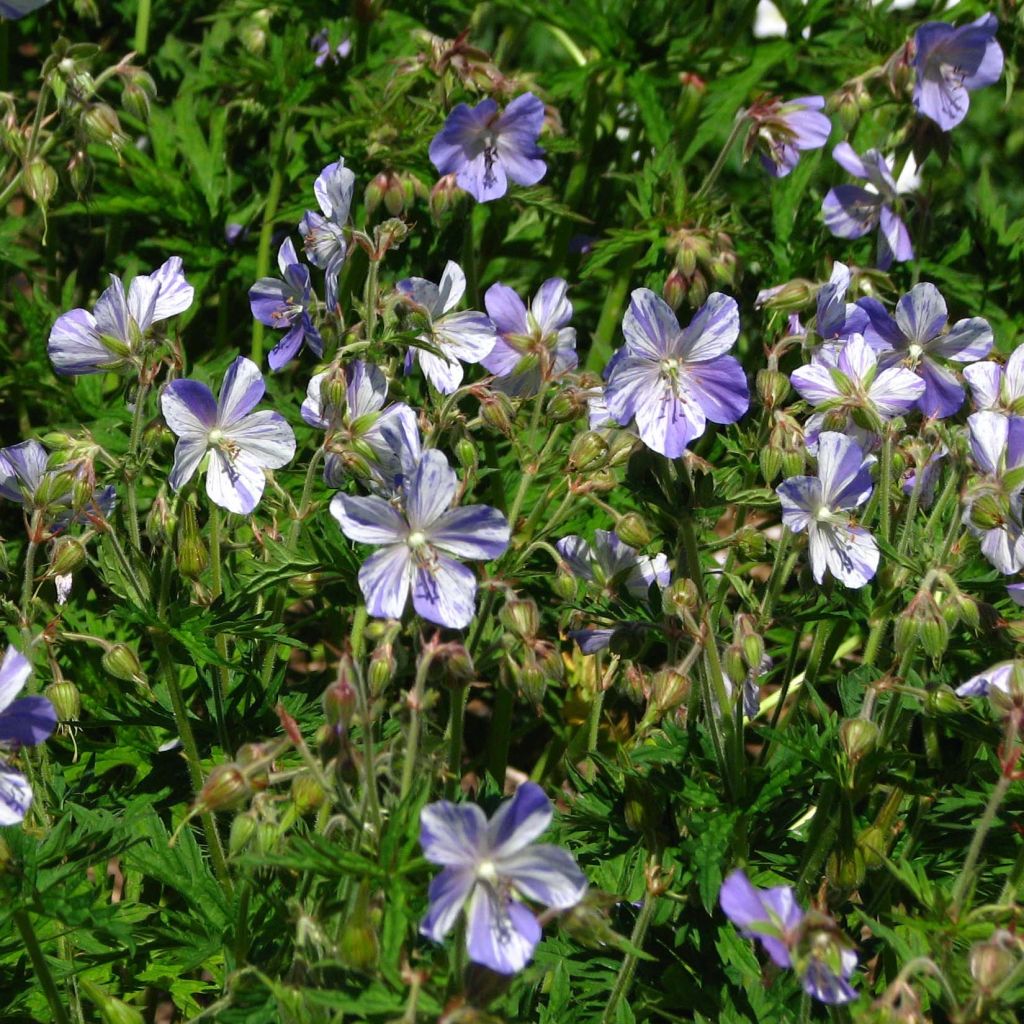 Geranium pratense Splish Splash - Geranio dei prati