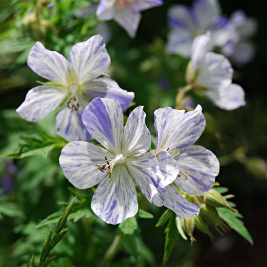 Geranium pratense Splish Splash - Geranio dei prati