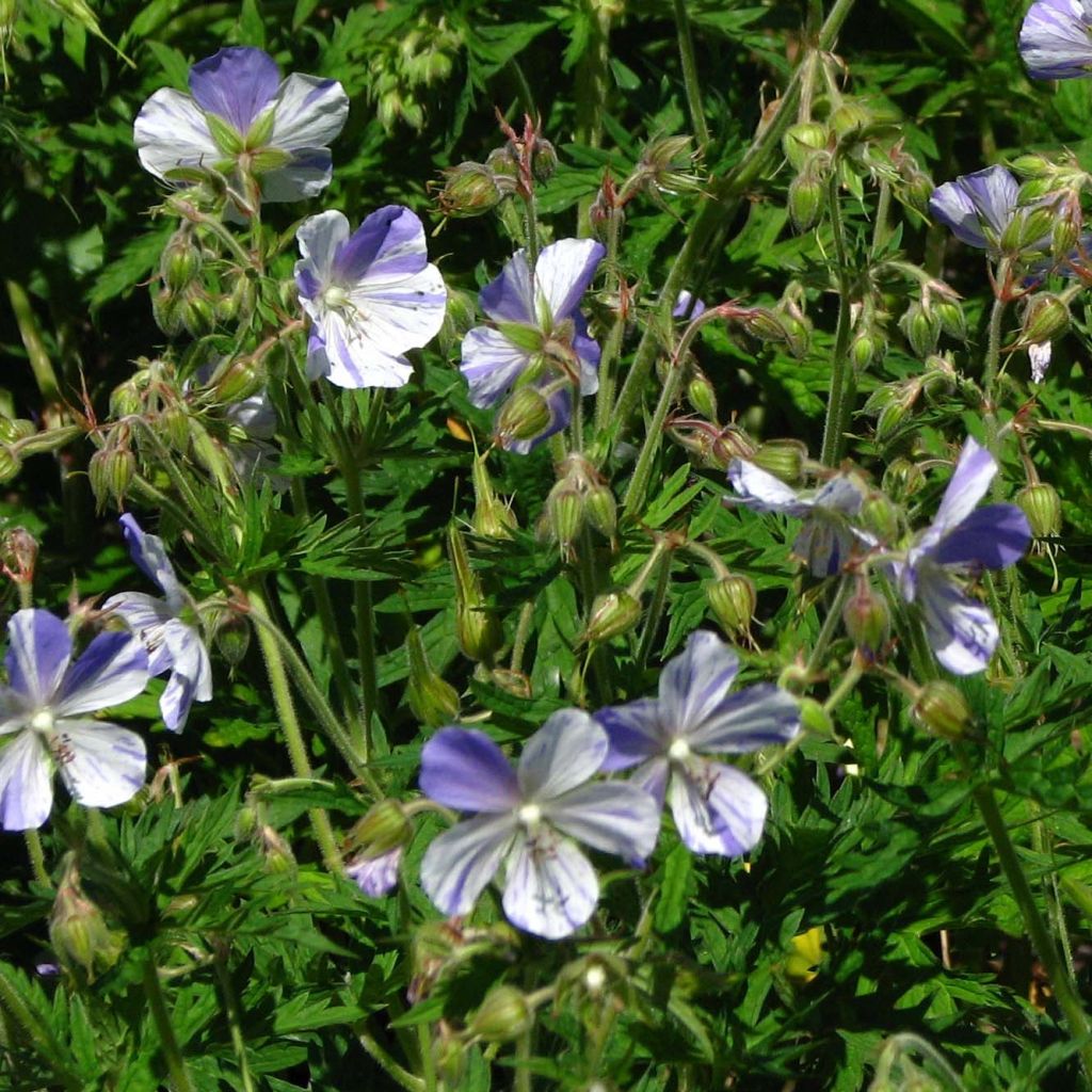 Geranium pratense Splish Splash - Geranio dei prati