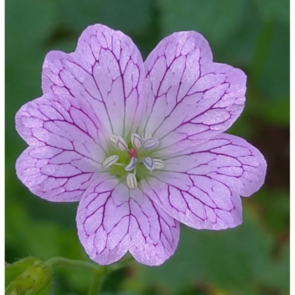 Geranium versicolor - Geranio striato