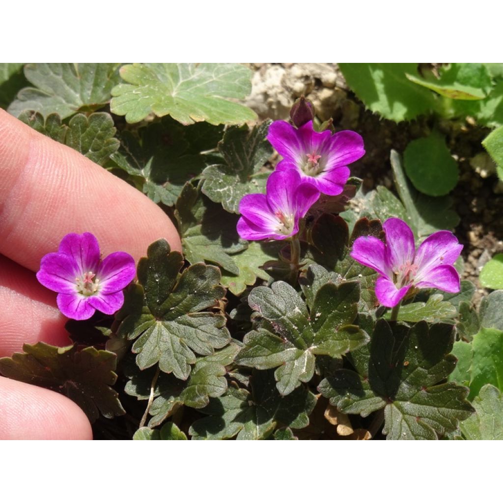 Geranium oxonianum Orkney Cherry