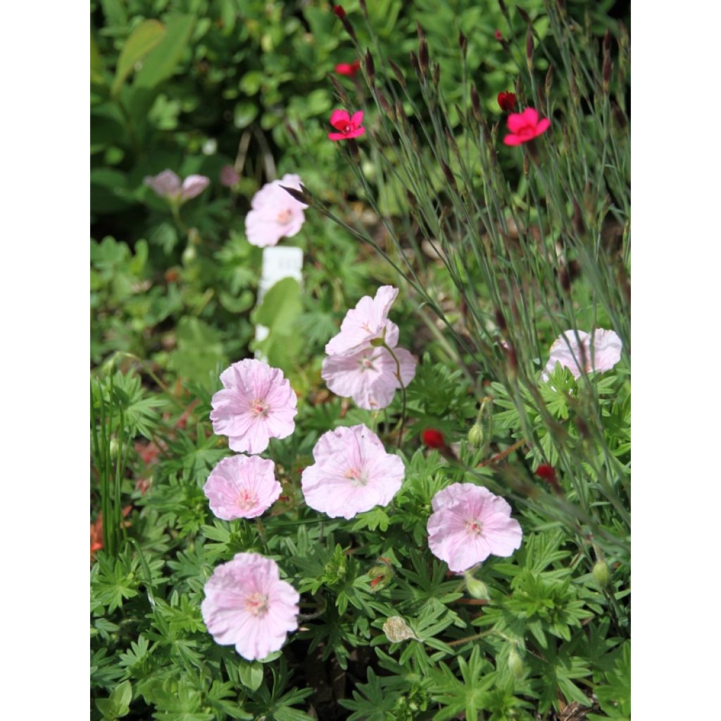 Geranium sanguineum var. striatum - Geranio sanguigno