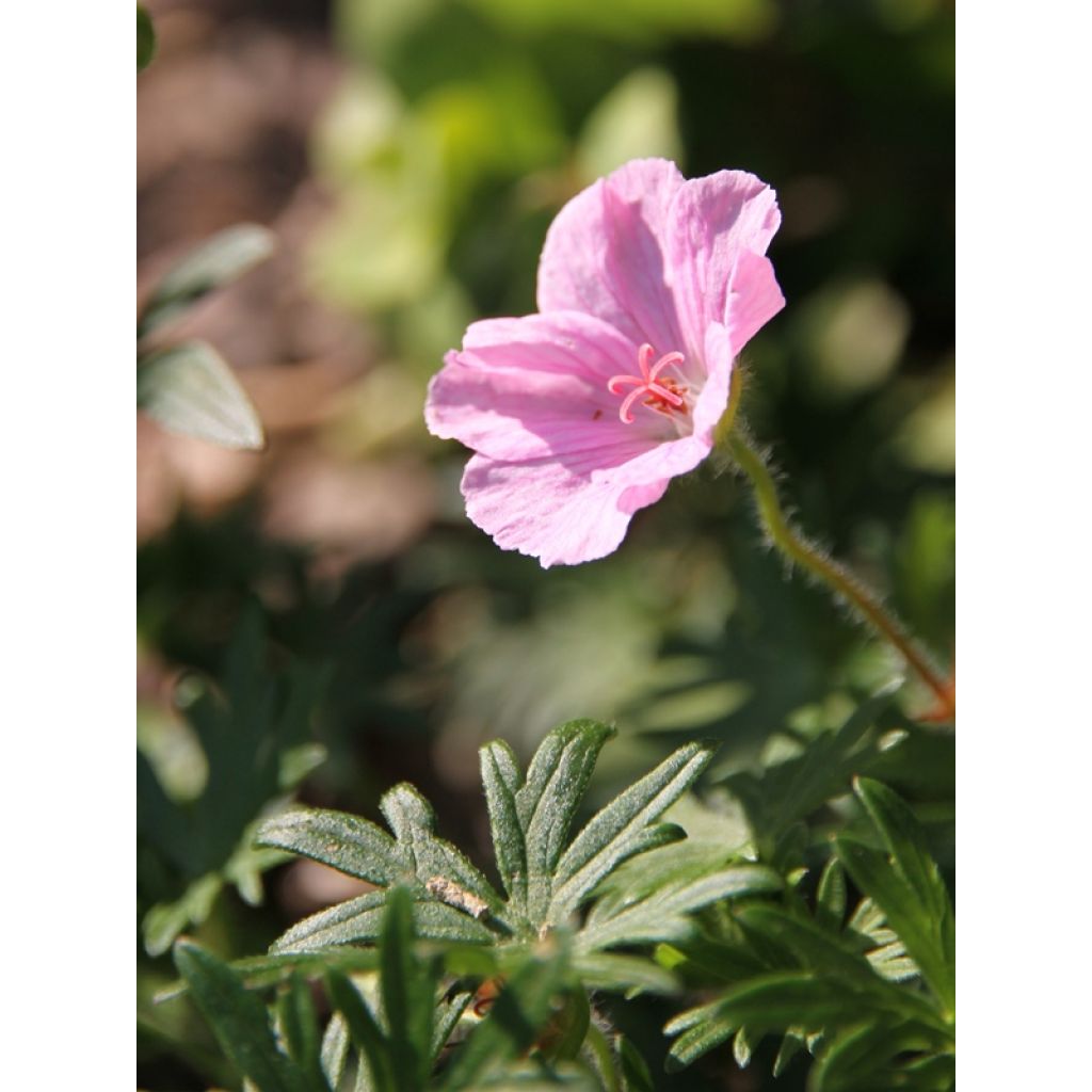 Geranium sanguineum var. striatum - Geranio sanguigno