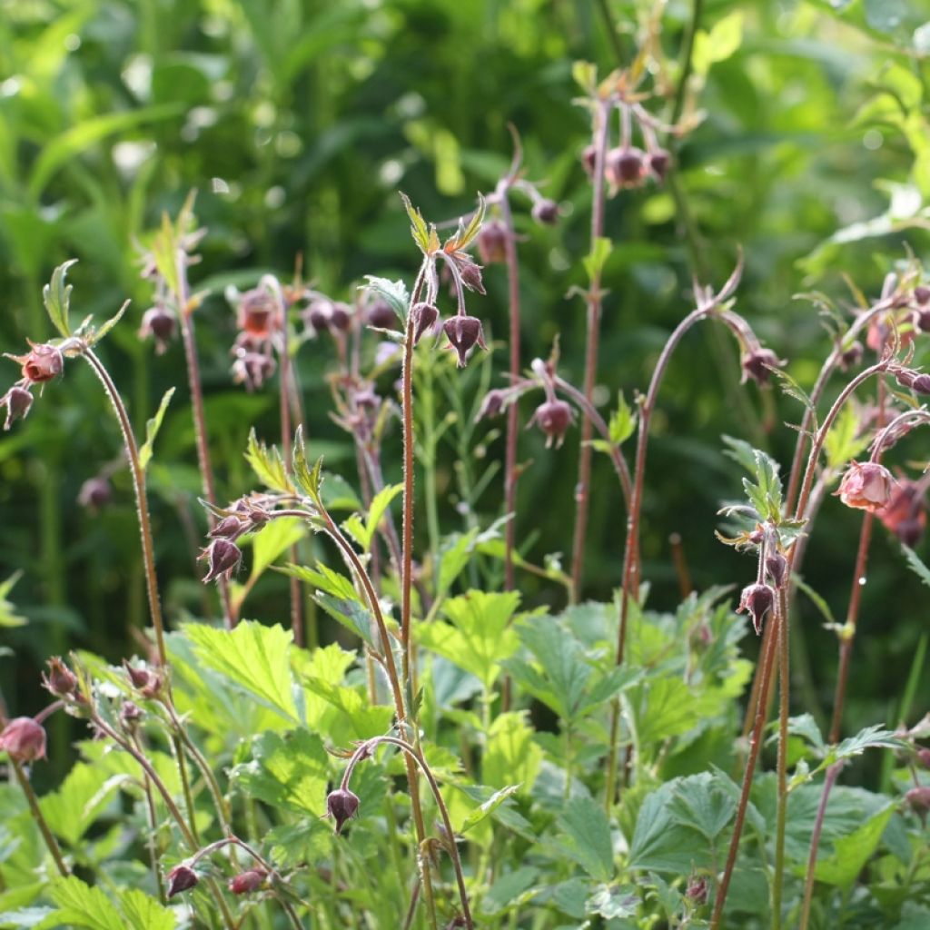 Geum rivale Leonard's Variety