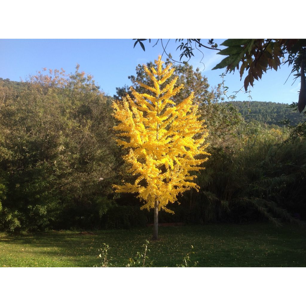 Ginkgo biloba