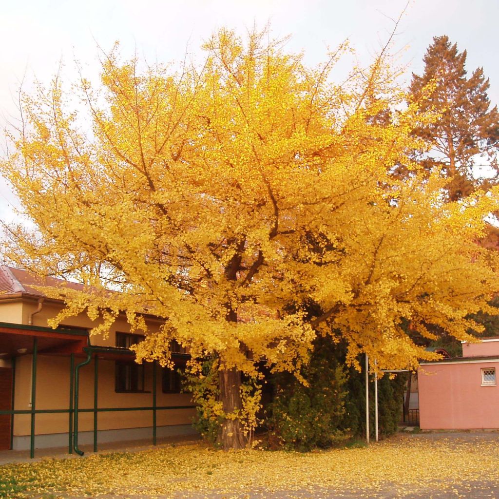 Ginkgo biloba