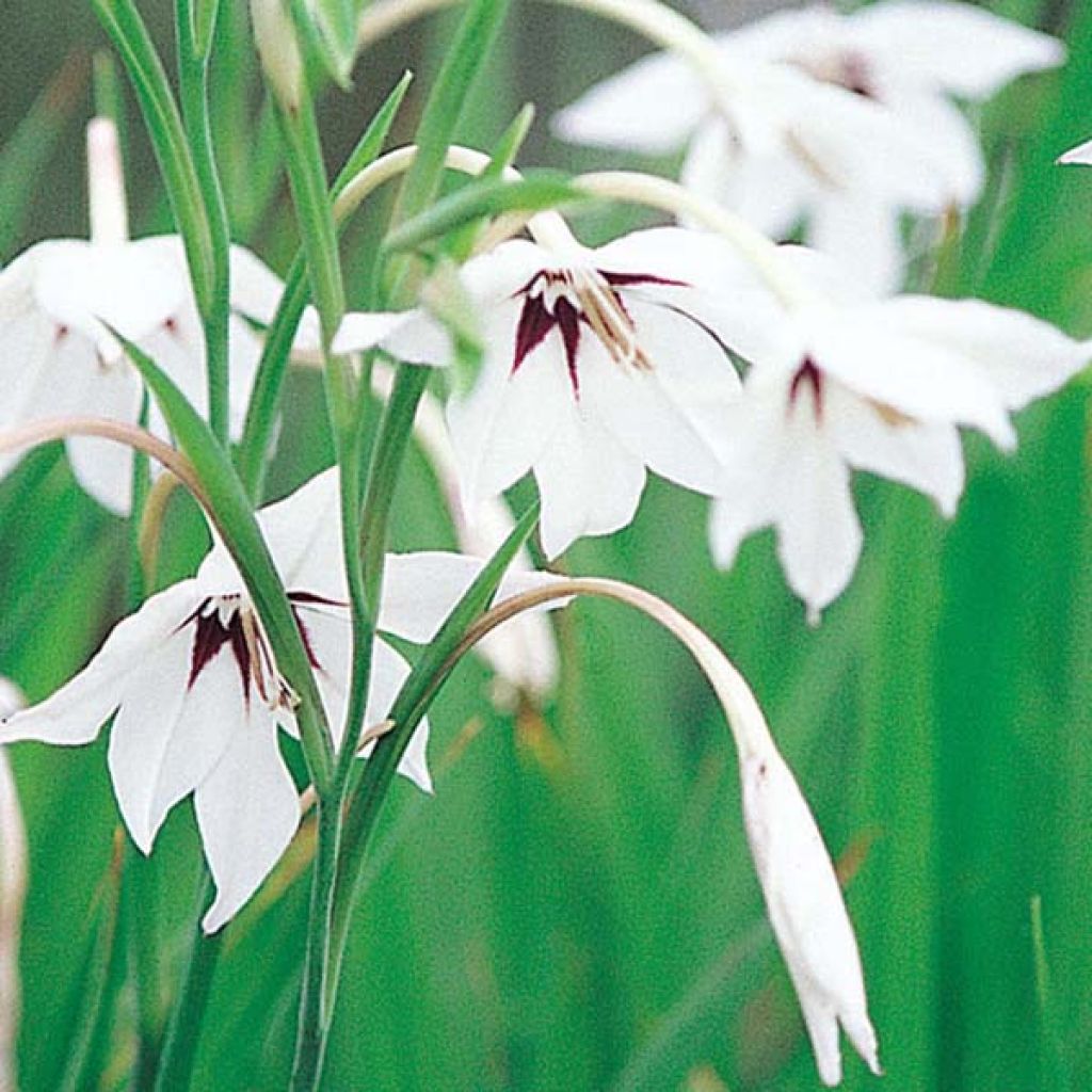 Gladiolus callianthus