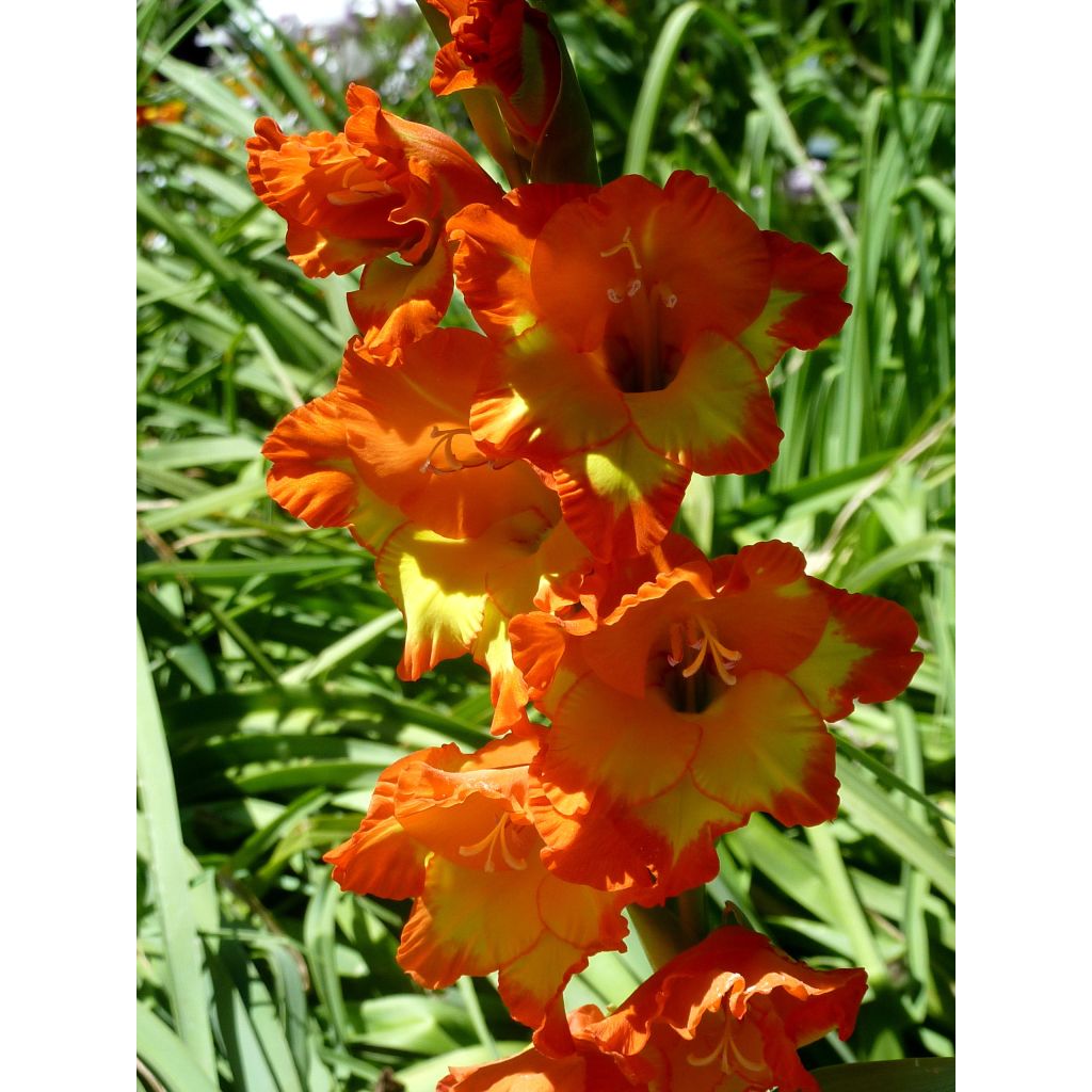 Gladiolo Princess Margaret Rose